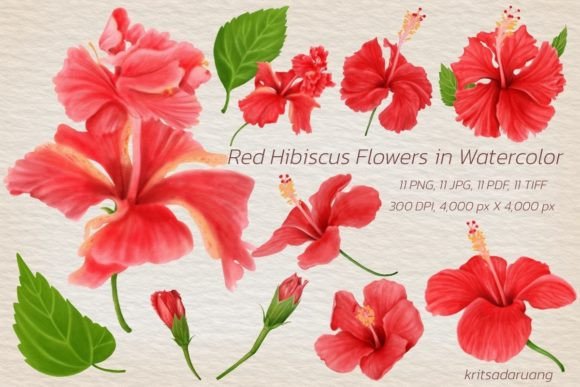 Download Watercolor Red Hibiscus Flowers - Flowers Collection